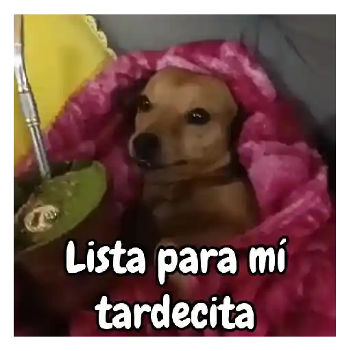 frío de perros 🥶🐕 preview
