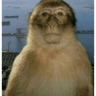 Papoi 