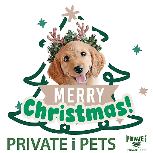 PRIVATE i PETS Xmas & New Year 2026 preview