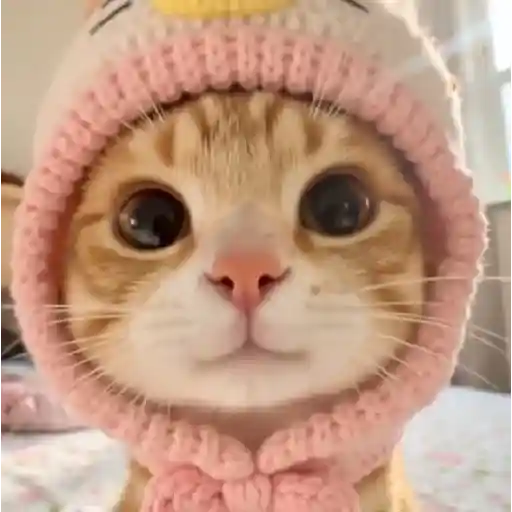 Gatinhos + preguiça + frio preview