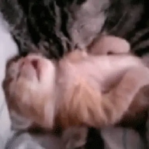 Gatinhos + preguiça + frio preview