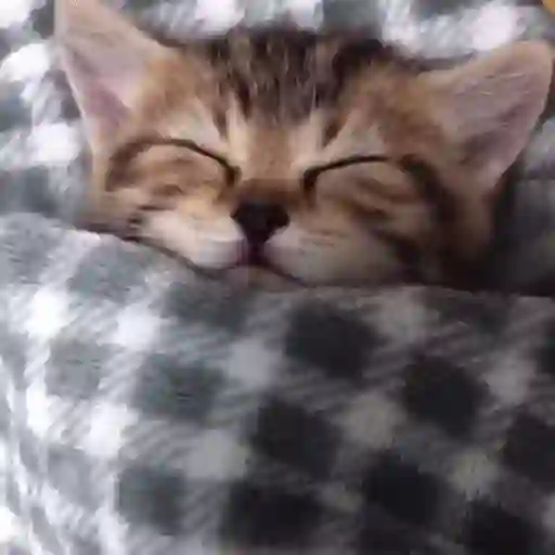 Gatinhos + preguiça + frio preview
