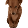 tray-icon