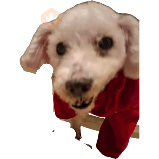 Snoopy sticker 20