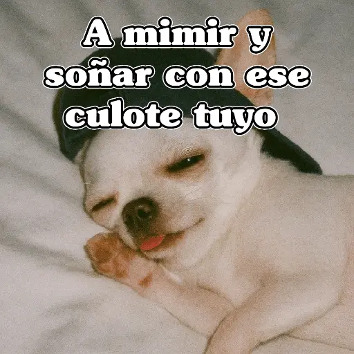 🧿PerritosChidos 3🐶