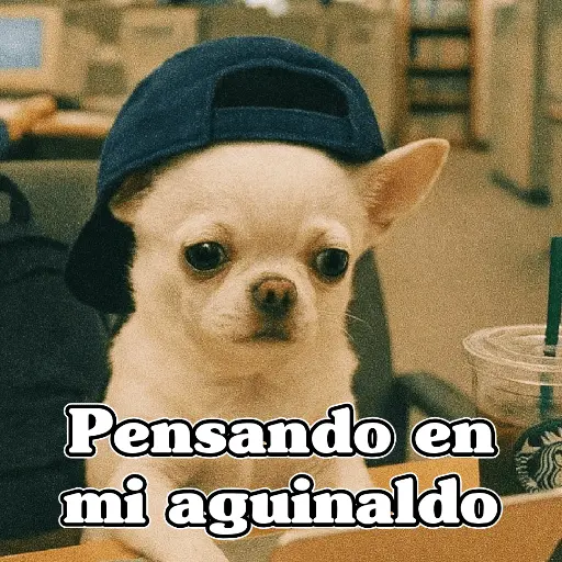 🧿PerritosChidos 3🐶