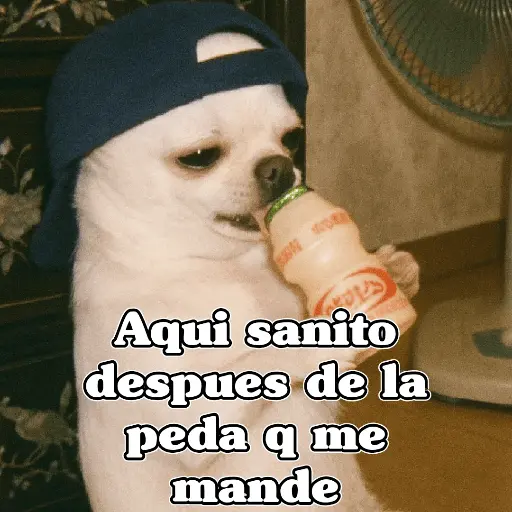 🧿PerritosChidos 3🐶