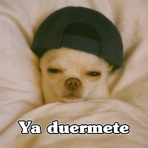 🧿PerritosChidos 3🐶