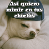 🧿PerritosChidos 3🐶