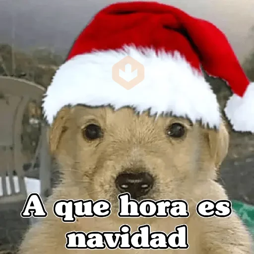 🧿Memes en tendencia🎄✨😂 sticker 13