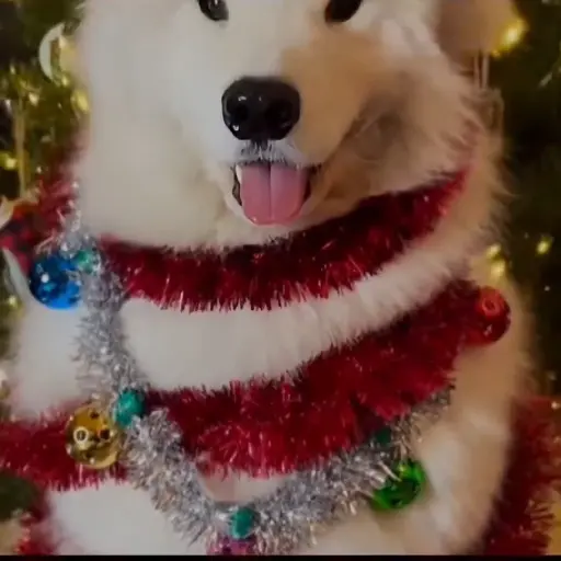 Christmas/Navidad/Diciembre🎉🎄🎅 preview