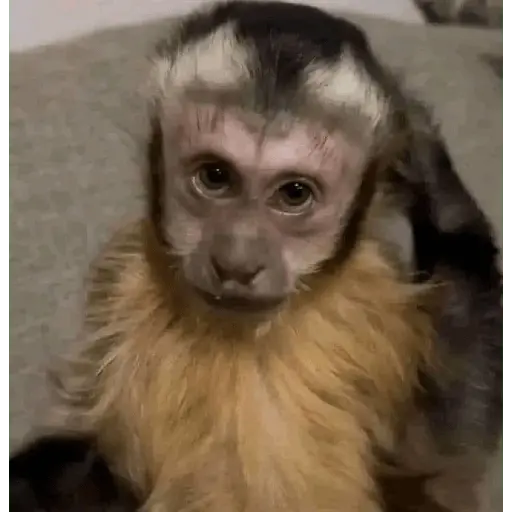 Monitos reacciones🐒🐵