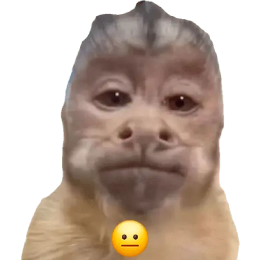 Monitos reacciones🐒🐵