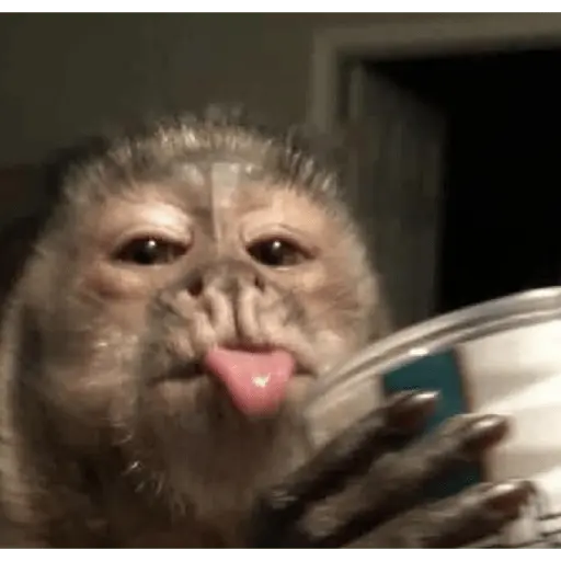 Monitos reacciones🐒🐵