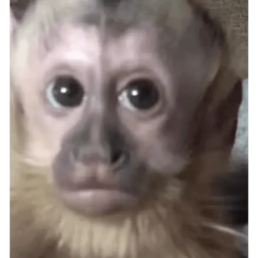 Monitos reacciones🐒🐵