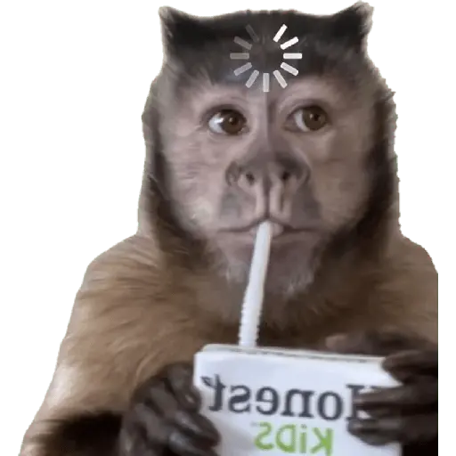 Monitos reacciones🐒🐵
