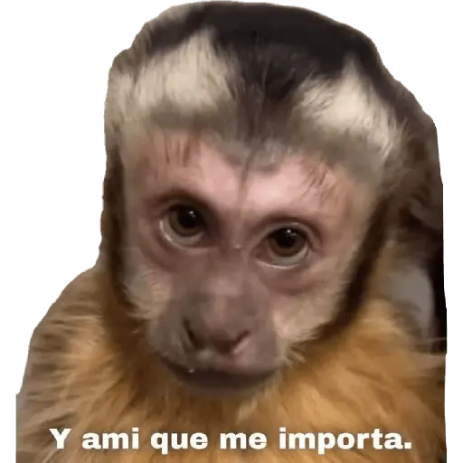 Monitos reacciones🐒🐵