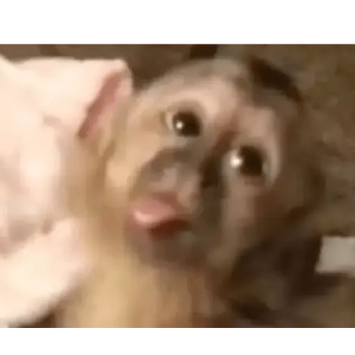Monitos reacciones🐒🐵