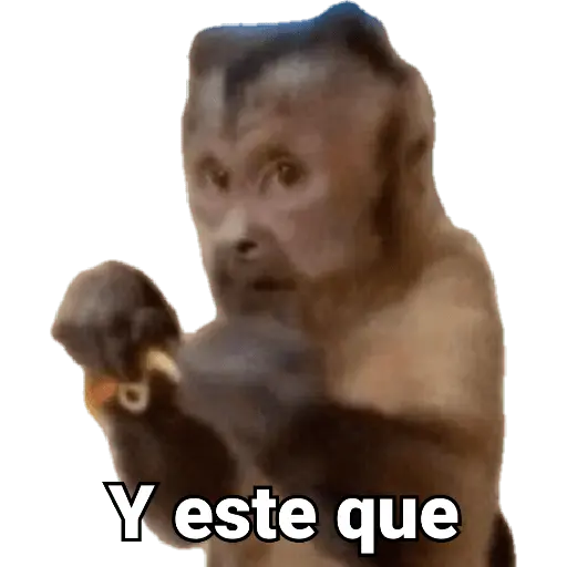 Monitos reacciones🐒🐵
