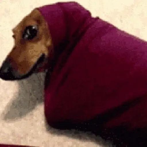 Doguinhos + preguiça + frio preview