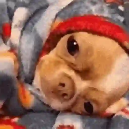 Doguinhos + preguiça + frio preview