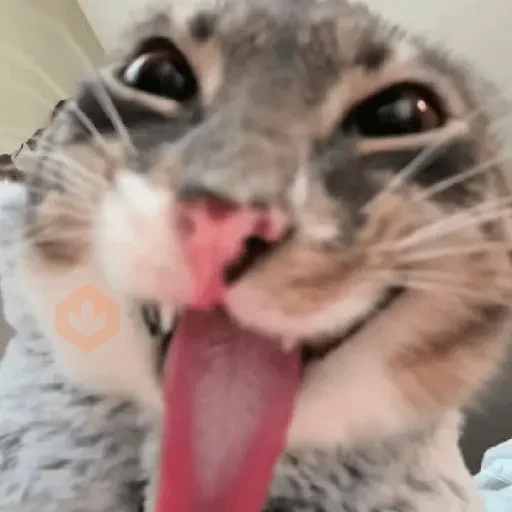 Memes Random 19 ©️ sticker 11
