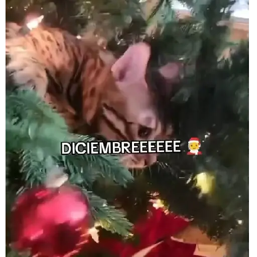 🎄Desde Septiembre 🎵🎁🎄🎅🏻