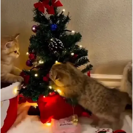🎄Desde Septiembre 🎵🎁🎄🎅🏻