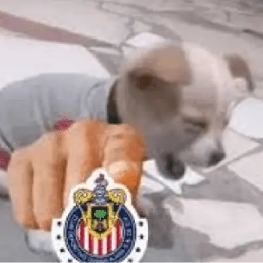 Chivas Fútbol Memes 🐐⚽️🐐