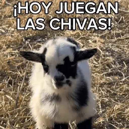 Chivas Fútbol Memes 🐐⚽️🐐
