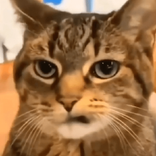 & Gatiños CHILL #② 😹 preview