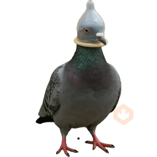 Memes sticker 11