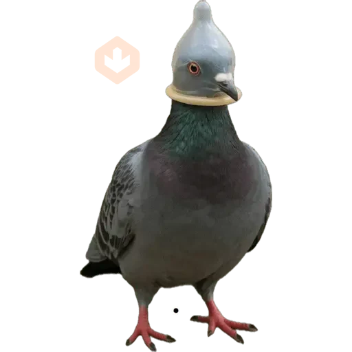 Memes sticker 13