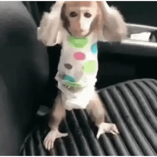 Niños 