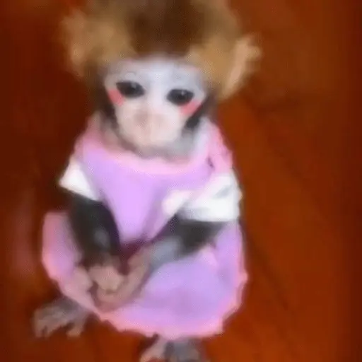 Niños 