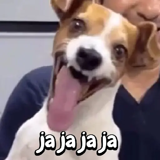 Perros para el chat🐶🐕 preview
