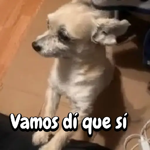 Perros para el chat🐶🐕 preview