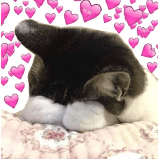 Meme Kucing Love 💖 preview