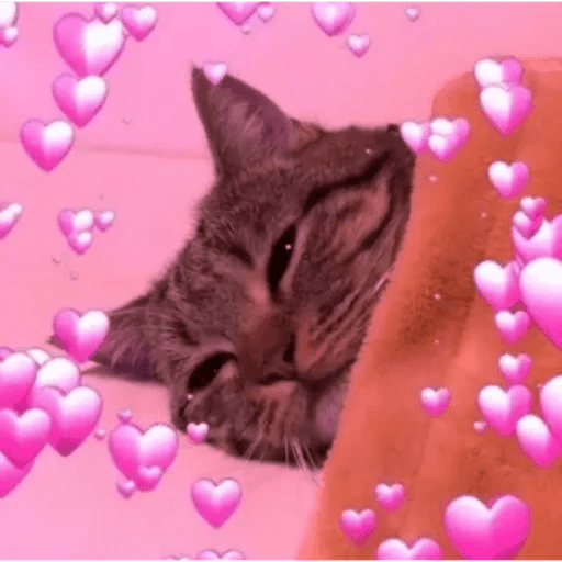 Meme Kucing Love 💖 preview