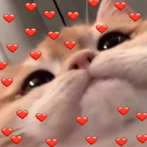 Meme Kucing Love 💖 preview