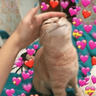 Meme Kucing Love 💖