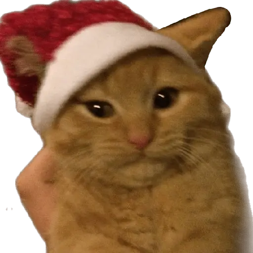 michis en actitud navideña 🎄🐈