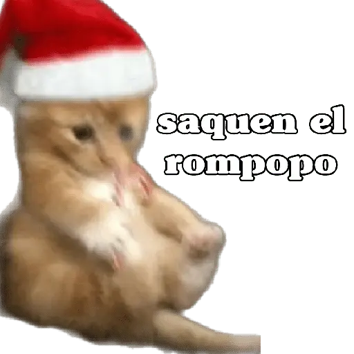 michis en actitud navideña 🎄🐈