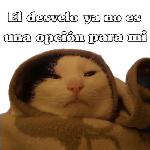 michis en actitud navideña 🎄🐈