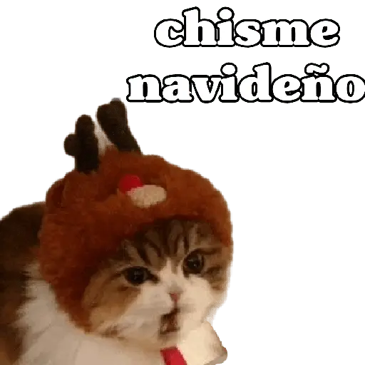 michis en actitud navideña 🎄🐈