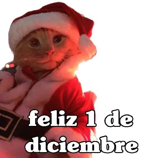 michis en actitud navideña 🎄🐈