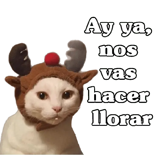 michis en actitud navideña 🎄🐈
