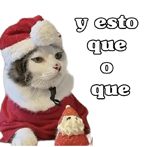 michis en actitud navideña 🎄🐈