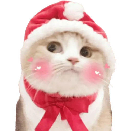 michis en actitud navideña 🎄🐈
