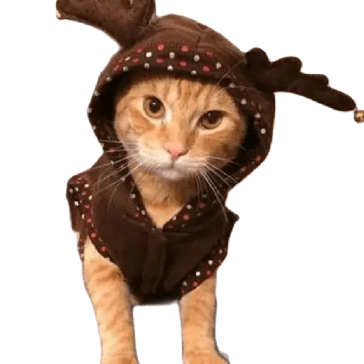 michis en actitud navideña 🎄🐈